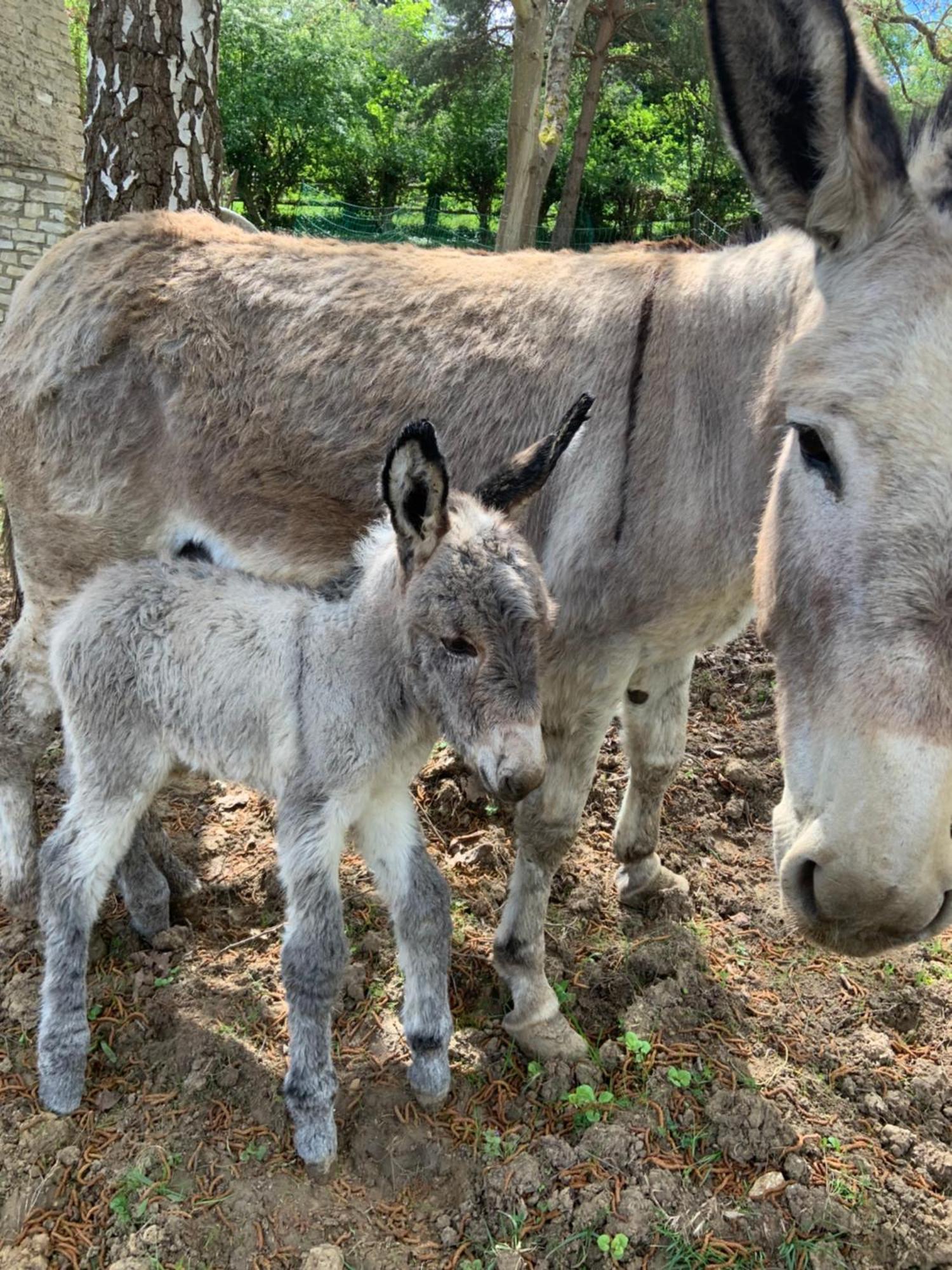 La Villagio Parmain Kültér fotó